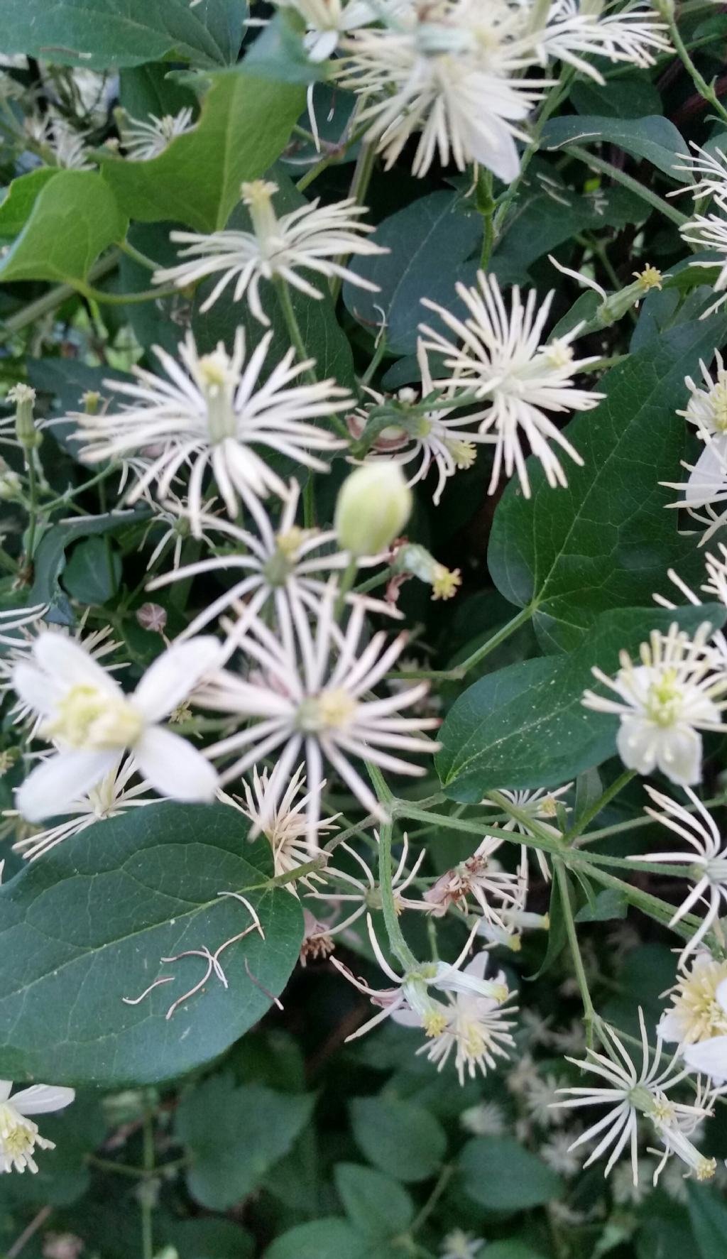 Clematis vitalba?  S !